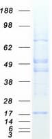 Human ORMDL2 Protein (Recombinant Myc-DDK (Flag))