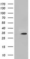 KSP32 / MIOX Antibody (clone OTI1C5)