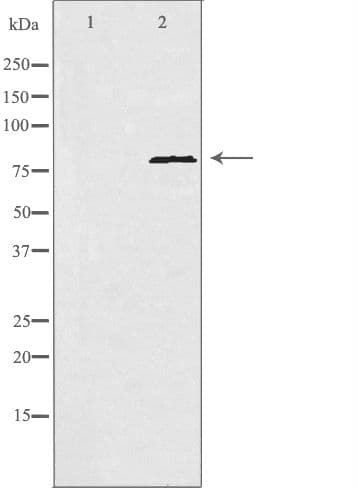 POLI Antibody