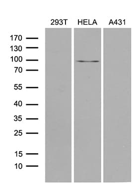 Monoclonal Mouse anti-Human MLH1 Antibody (clone OTI4H6, Carrier-free, aa299-527, IHC, WB)