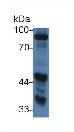 AOC1 Antibody (aa210-301, Biotin)