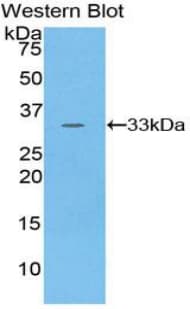 PKN1 Antibody (aa615-874, Biotin)