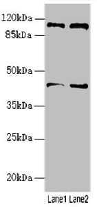RFPL2 Antibody