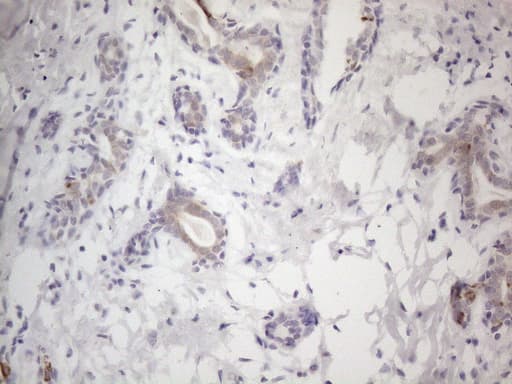 Monoclonal Mouse anti-Human HGF / Hepatocyte Growth Factor Antibody (clone OTI1D2, aa200-494, IHC, WB)
