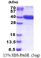 Human CDK16 / PCTAIRE Protein (Recombinant His)