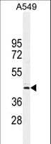 NOL4L Antibody (aa210-239)