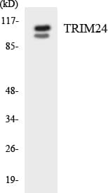 TRIM24 / TIF1 Antibody (aa985-1034)