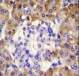 PRDX4 / Peroxiredoxin 4 Antibody (aa82-110)