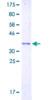 Human GPR132 / G2A Protein (Recombinant GST, N-terminus)