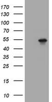TAPBPL / TAPBPR Antibody (clone OTI5E5)