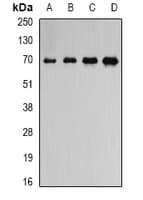 Polyclonal Rabbit anti-Human ATAD3B Antibody (IHC, WB)
