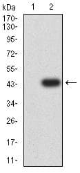CD177 Antibody (clone 2F2C5)