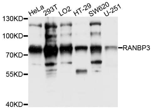 RANBP3 Antibody