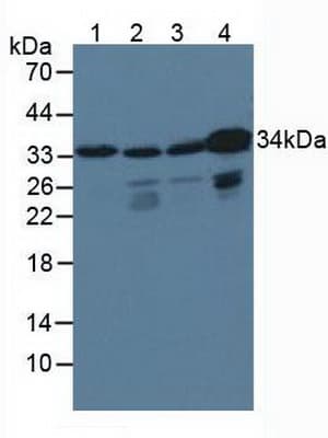 CRKL Antibody (aa1-303, PE)