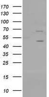 PTPN11 / SHP-2 / NS1 Antibody (clone OTI2F4)