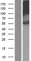 FKTN / Fukutin Protein (Over-Expression Lysate Myc-DDK (Flag))