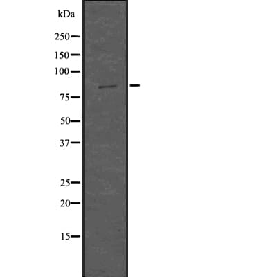 SMURF1 Antibody