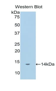 Mucin 2 / MUC2 Antibody (aa5075-5179)