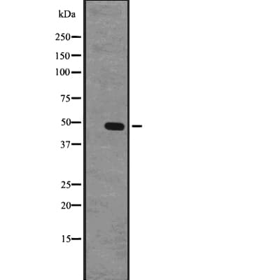 GPR63 Antibody