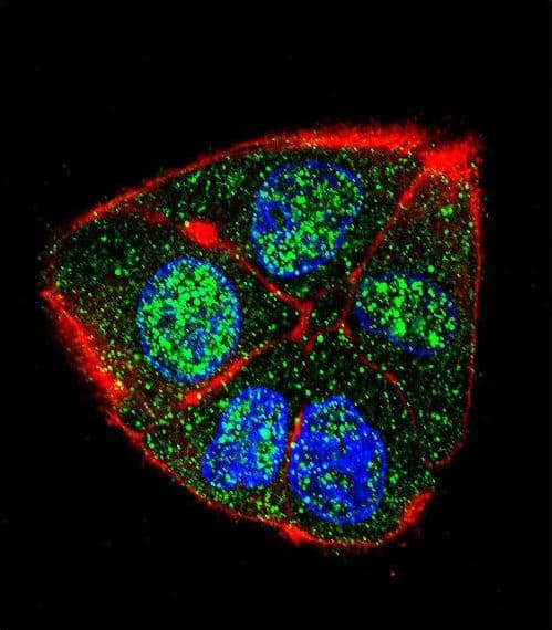 IHC-plus™ TG737 / IFT88 Antibody (aa791-820)