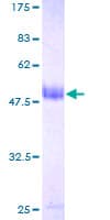 Human COA7 / SELRC1 Protein (Recombinant GST)