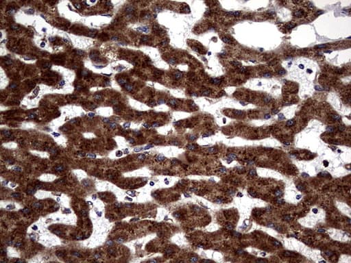 DDOST / OST48 Antibody (aa131-378, clone OTI1C1)