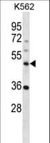 NLE1 Antibody (aa343-372)