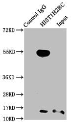 Polyclonal Rabbit anti-Human HIST1H2BN Antibody (IF)