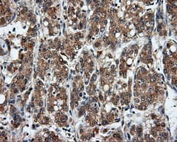 MSMB / MSP Antibody (clone OTI6C7, Carrier-free)