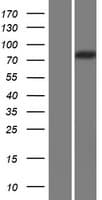 CAPN14 Protein (Over-Expression Lysate Myc-DDK (Flag))