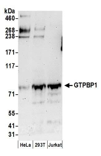 Polyclonal Rabbit anti-Human GTPBP1 / GP1 Antibody (aa1-50, WB)