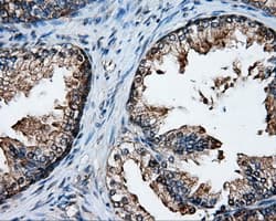 XRCC1 Antibody (clone OTI2D8)