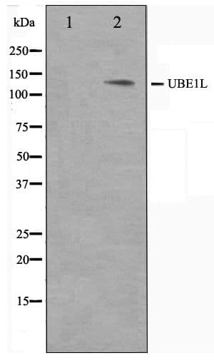 UBE1L / UBA7 Antibody