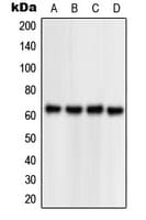 NPAS1 Antibody (C-Terminus)