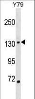 TBS / SALL1 Antibody (aa11-40)