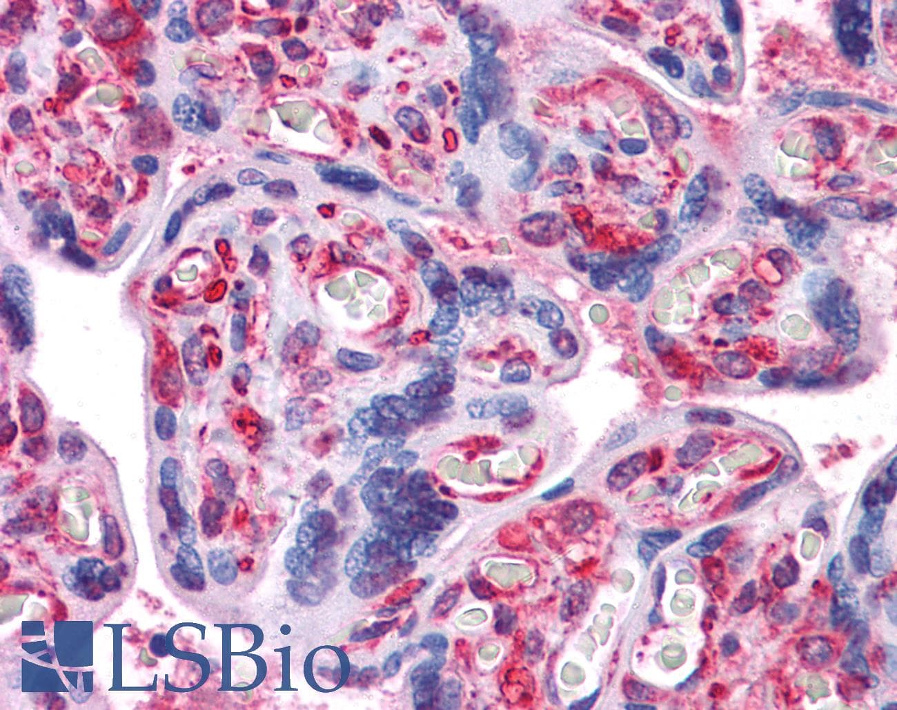 IHC-plus™ Alpha Tubulin Antibody (clone DM1A)