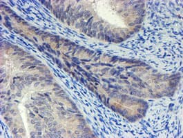 PSMA6 Antibody (clone OTI5G10, Carrier-free)