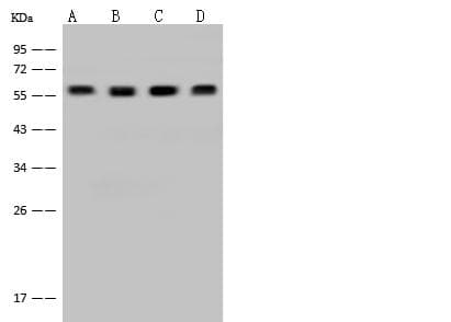 DYNC1LI1 Antibody