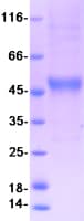 Human PGLYRP4 Protein (Recombinant Myc-DDK (Flag))