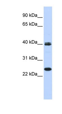 MESP1 Antibody (aa35-84)