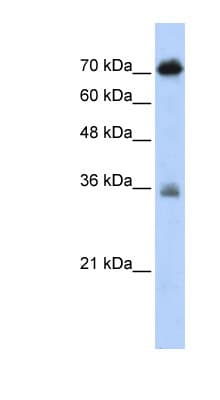NKRF / NRF Antibody (aa61-110)