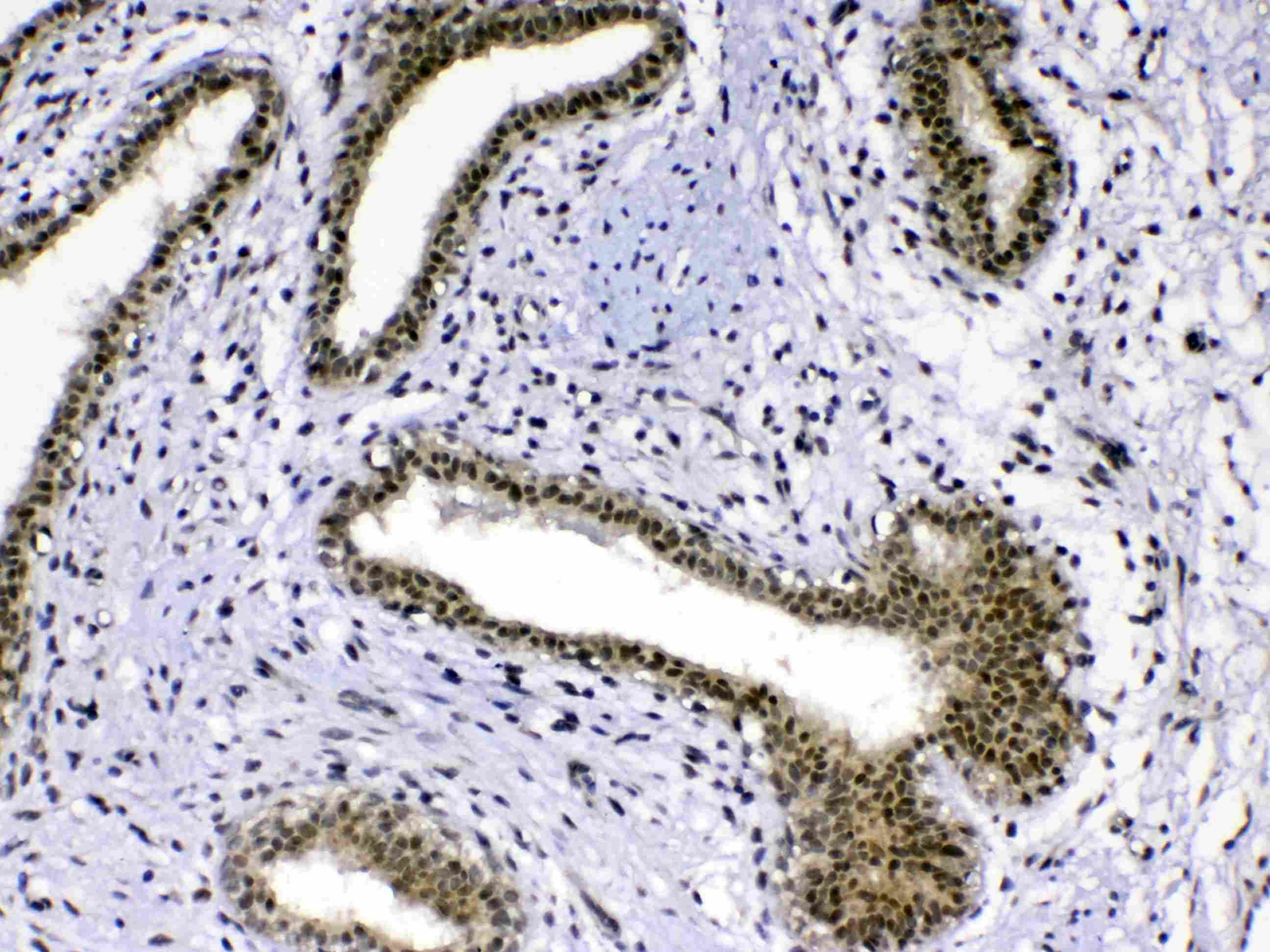 MED18 Antibody