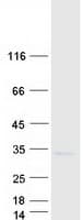 Human SNRPN Protein (Recombinant Myc-DDK (Flag))