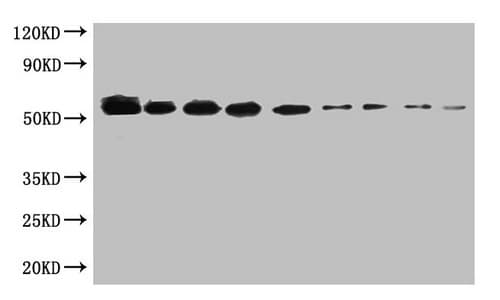 Monoclonal Mouse SUMO Tag Antibody (clone 1A5F8, WB)