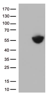 CD274 / B7-H1 / PD-L1 Antibody (clone OTI14H4, Carrier-free)