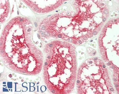 IHC-plus™ KLF5 / BTEB2 Antibody (aa341-370)