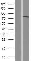 Human SP110 Protein (Over-Expression Lysate Myc-DDK (Flag))