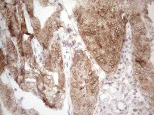 AAAS / Adracalin Antibody (aa322-546, clone OTI7H7, Carrier-free)