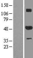 ZNF213 Protein (Over-Expression Lysate Myc-DDK (Flag))