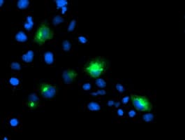 PTP1B Antibody (clone OTI2G3, Carrier-free)